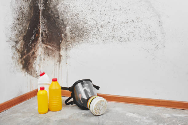 Best Residential Mold Removal  in Concordia, KS