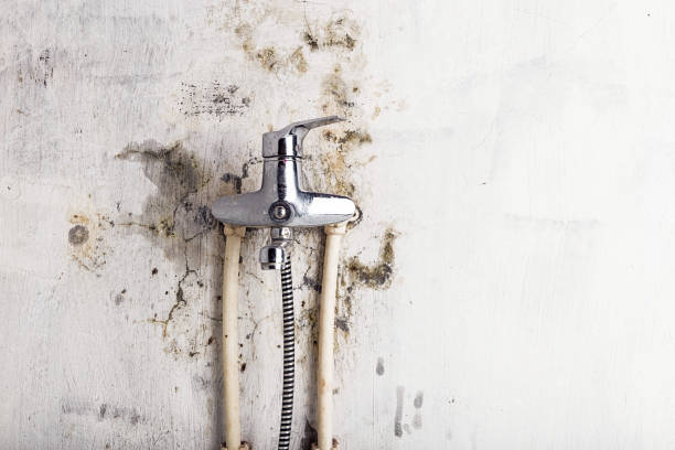 Best Mold Removal Specialists  in Concordia, KS