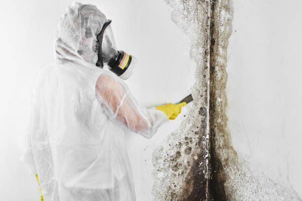 Best Fast Mold Removal  in Concordia, KS