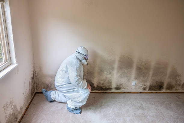 Mold Removal and Inspection in Concordia, KS