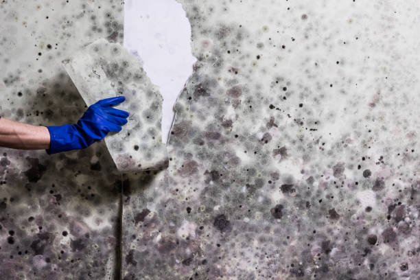 Best Mold Removal and Inspection  in Concordia, KS