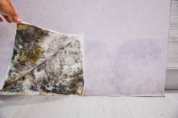 Home Mold Removal in Concordia, KS